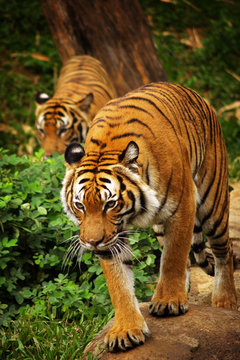 tiger