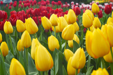 colorful dutch tulips