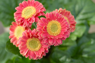 colorful springtime flowers