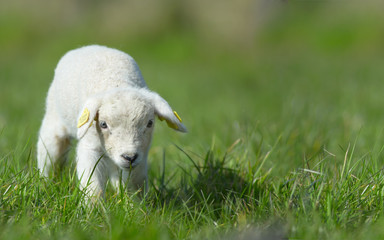 cute lamb in spring © Eric Gevaert
