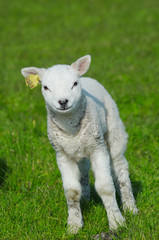 Obraz premium cute lamb in spring