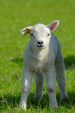 cute lamb in spring