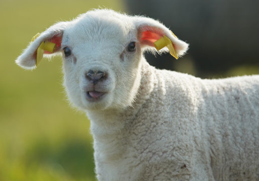 cute lamb in spring