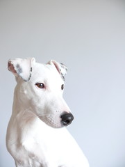 chien jack russell 4