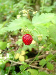 wood wild strawberry