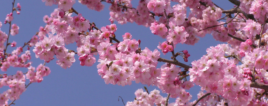 0778 - fleurs de p&ecirc;cher en "cin&eacute;mascope"