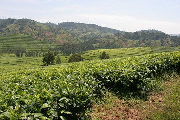 Fototapeta na wymiar plantacje herbaty