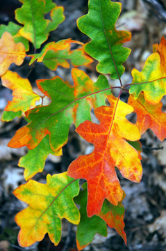 oak leaves in fall