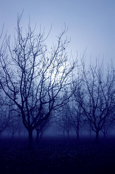 blue mood trees