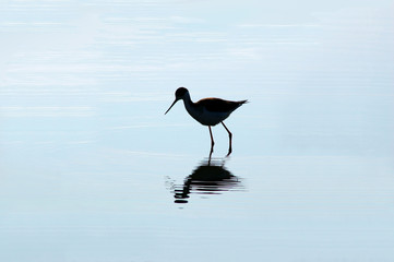 wading bird