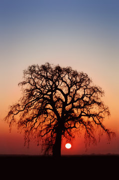 winter oak tree