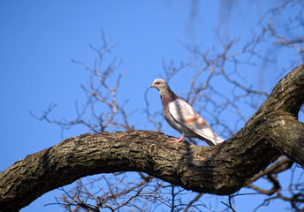 on an old tree
