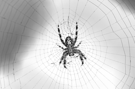 radiographic picture of a spider