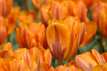 orange tulips