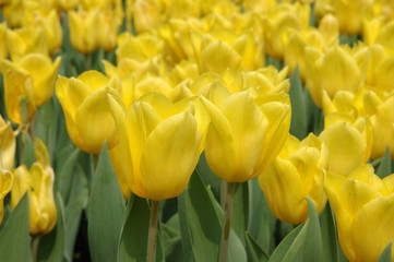 Obraz premium yellow tulips