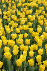 yellow tulips