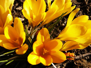 crocus#2