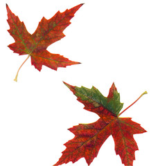 maple leaves - 2