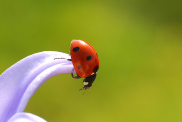 ladybug