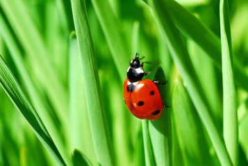 ladybug