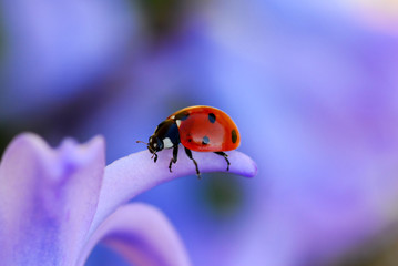 ladybug