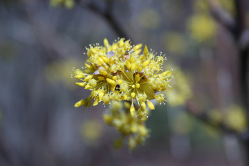 tree blossom