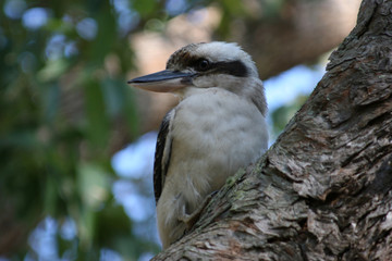 kookaburra