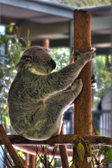 koala
