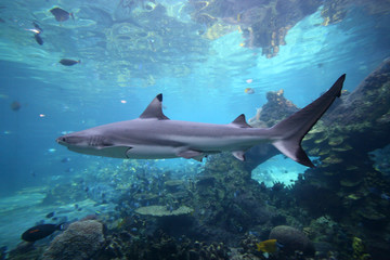 Fototapeta premium grey nurse shark
