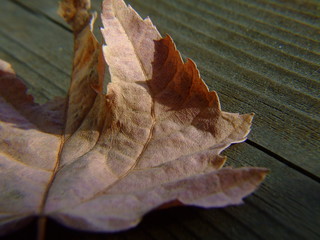 macro leaf