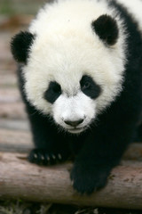 Fototapeta premium panda young