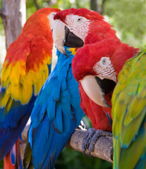 colorful parrots