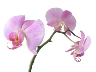 pink-violet lovely orchid