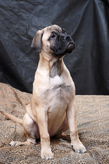 bullmastiff puppy 54