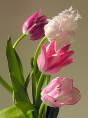 tulips' posy