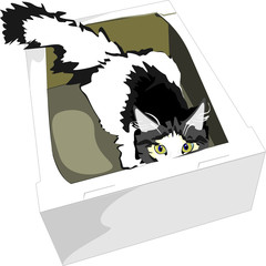 the cat in a box.