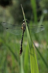 libellule acrobate