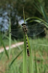 libellule posée sur une herbe