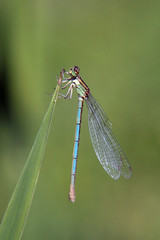 libellule sur la pointe d'une herbe