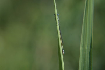 libellule derrière une herbe