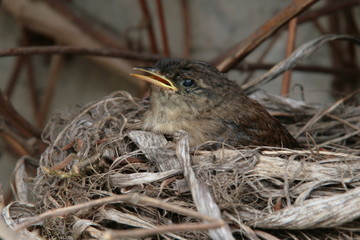 oiseau dans un nid