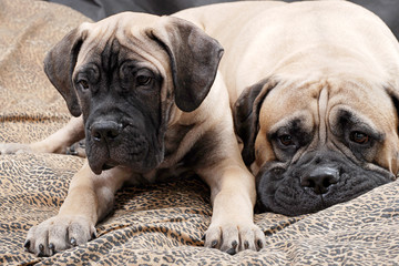 Fototapeta premium bullmastiff puppy 85