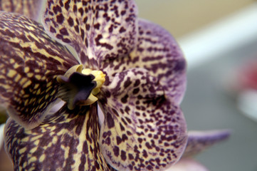 orchidée