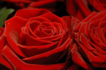 roses rouge