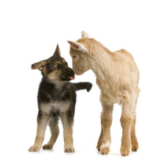 chevreau et berger allemand