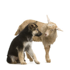chevreau et berger allemand