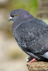 pigeon
