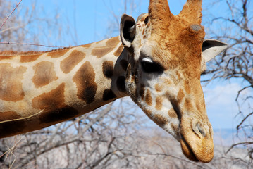 long neck giraffe