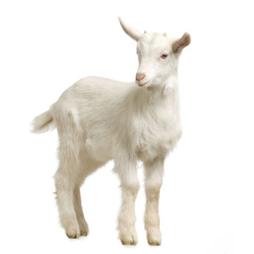 chevreau