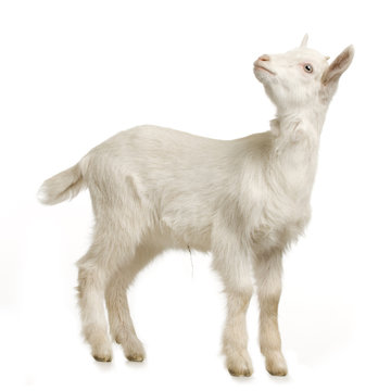 chevreau